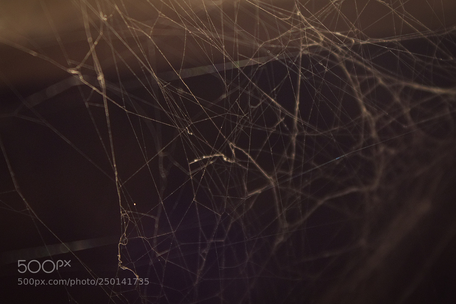 Canon EOS 550D (EOS Rebel T2i / EOS Kiss X4) sample photo. Spiders home photography