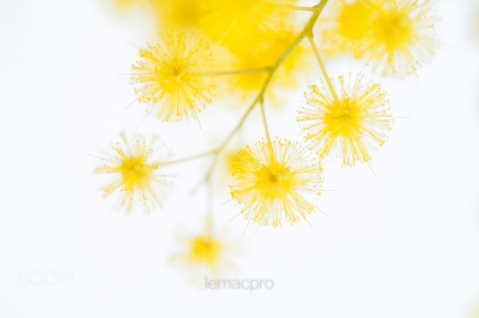 Nikon D90 sample photo. Mimosa...1 photography