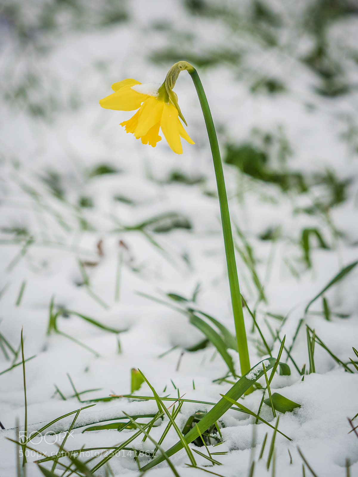 Olympus OM-D E-M1 Mark II sample photo. Hermannshof 2018 #8 photography