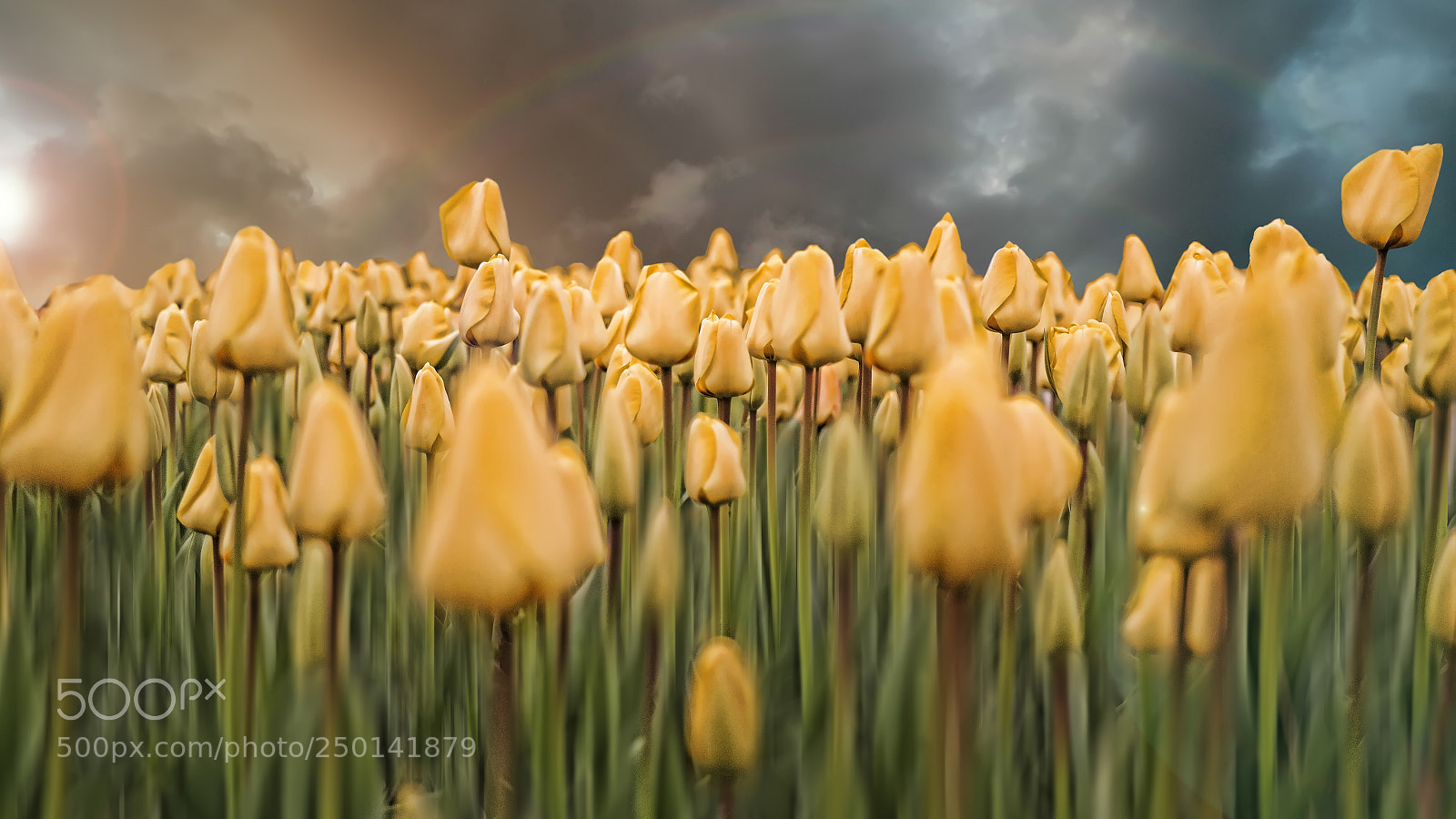Samsung NX300 sample photo. Golden tulips photography