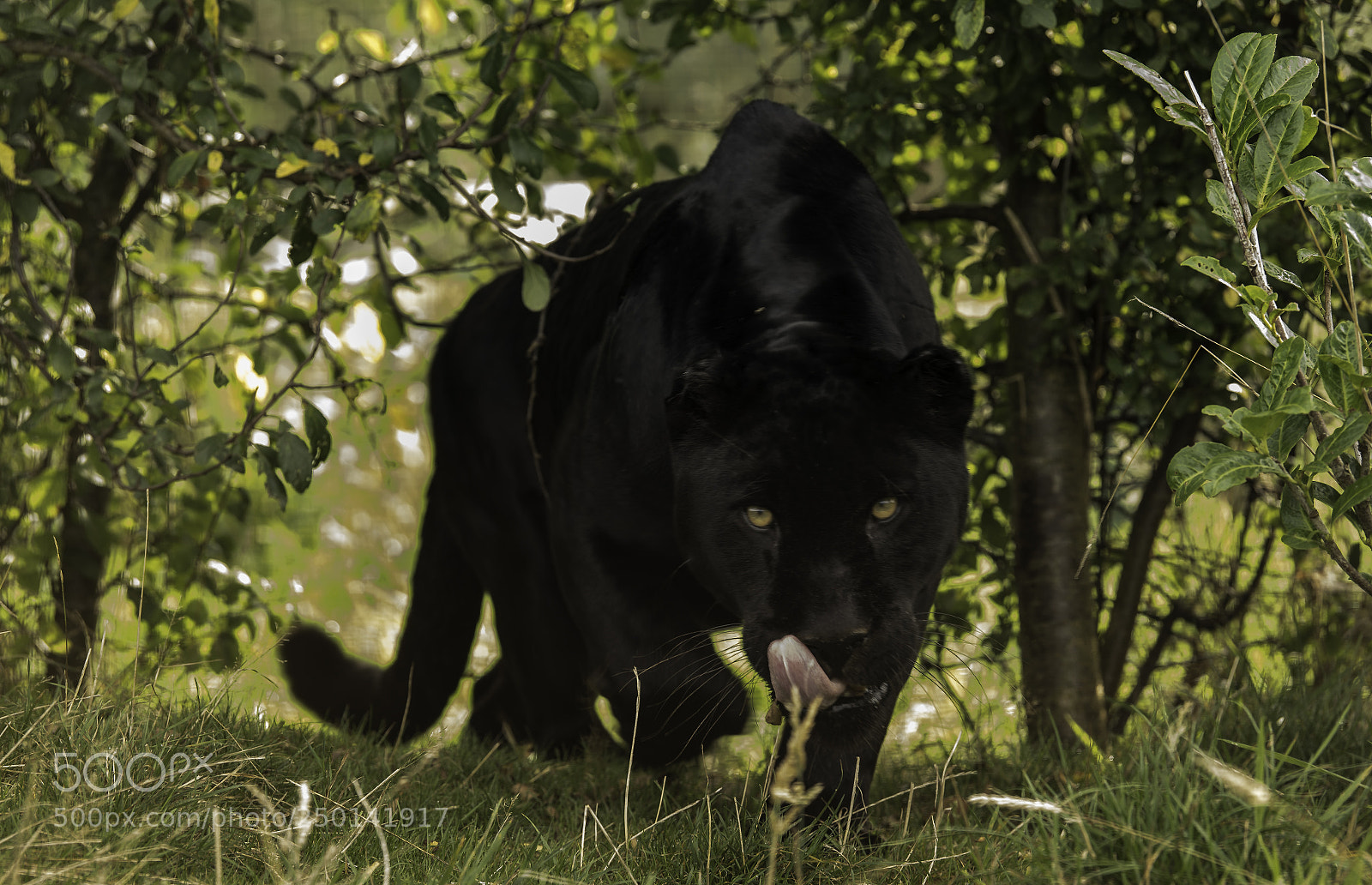 Nikon D5 sample photo. Black jaguar series iii photography