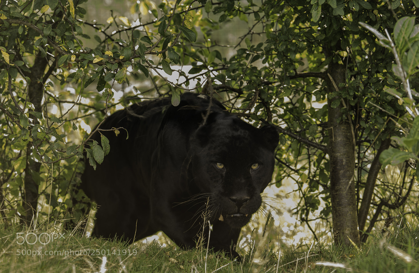 Nikon D5 sample photo. Black jaguar series iii photography