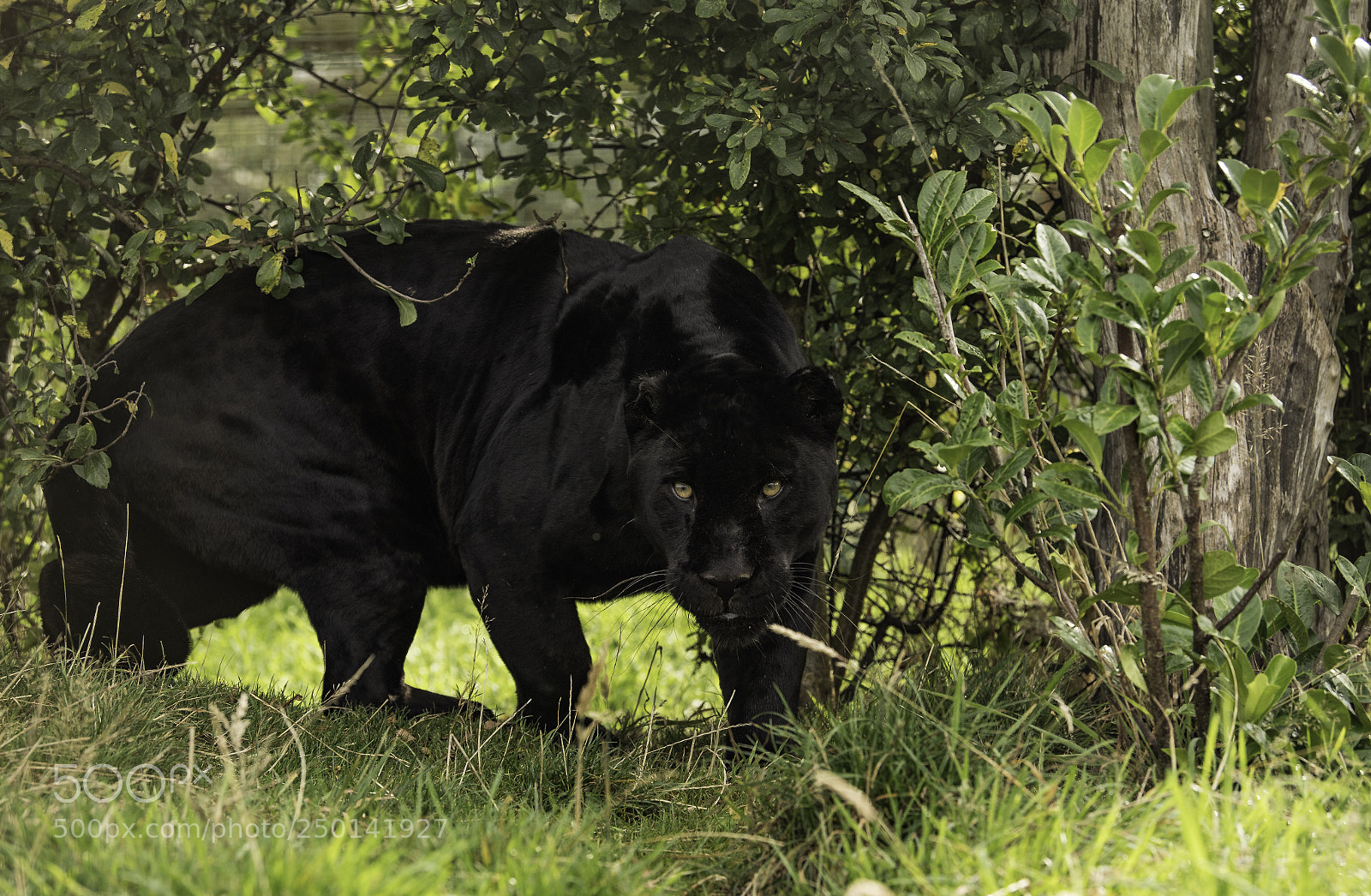 Nikon D5 sample photo. Black jaguar series iii photography