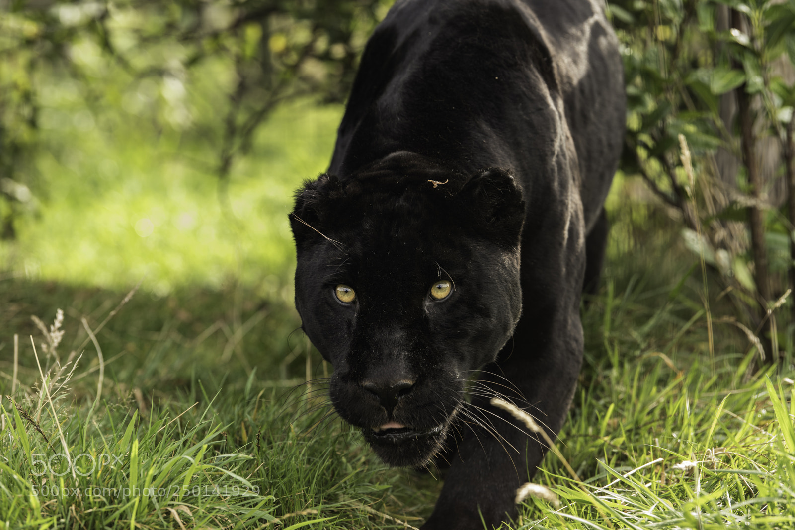 Nikon D5 sample photo. Black jaguar series iii photography