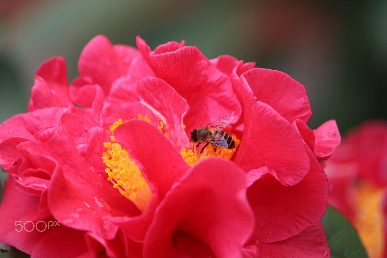 Canon EF-S 55-250mm F4-5.6 IS STM sample photo. 花朵 photography
