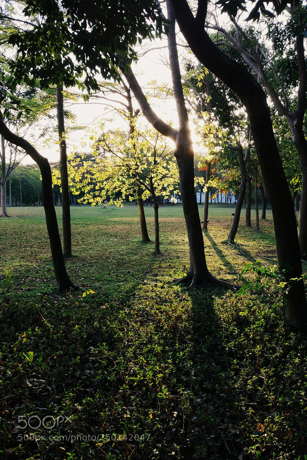 Xiaomi MI 5 sample photo. Untitled photography