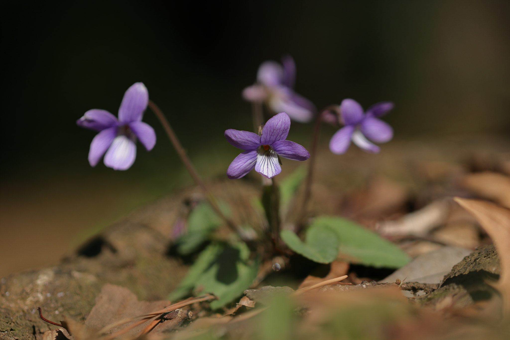 Canon EOS 200D (EOS Rebel SL2 / EOS Kiss X9) + Canon EF 100mm F2.8L Macro IS USM sample photo. 菫 7i2a0345 photography