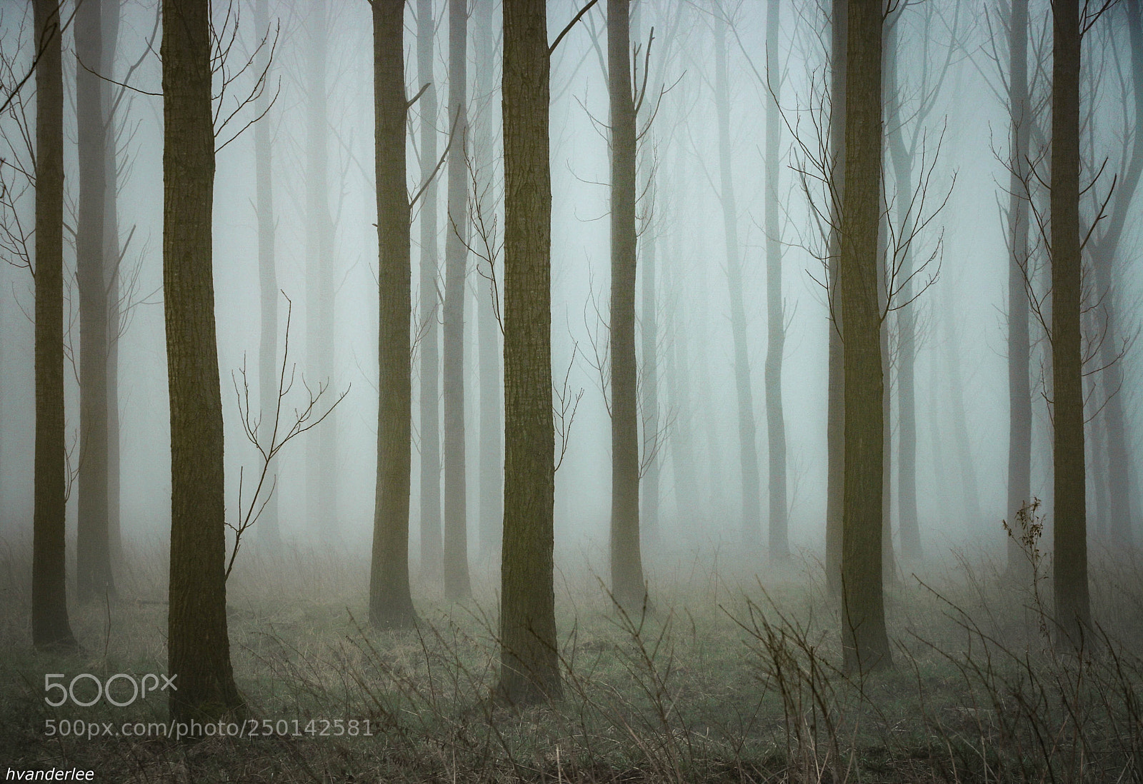 Canon EOS 70D sample photo. Misty spring day photography