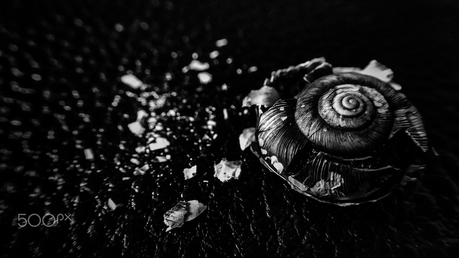 Nikon Coolpix S7000 sample photo. Snail shell(蜗牛壳应该是这么说吧……) photography
