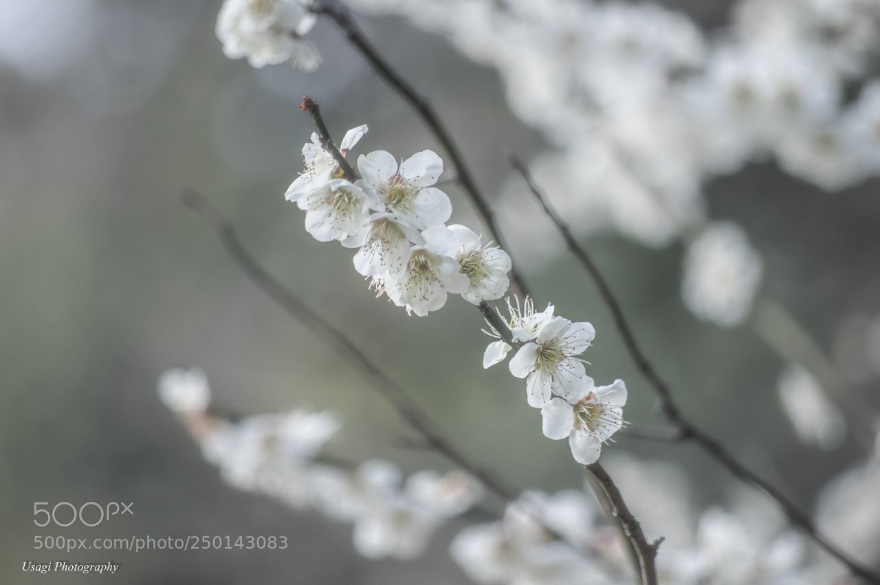 Pentax K-3 II sample photo. White japanese apricot photography