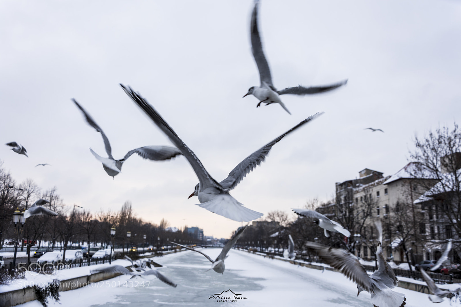 Nikon D7200 sample photo. Birds eye! photography