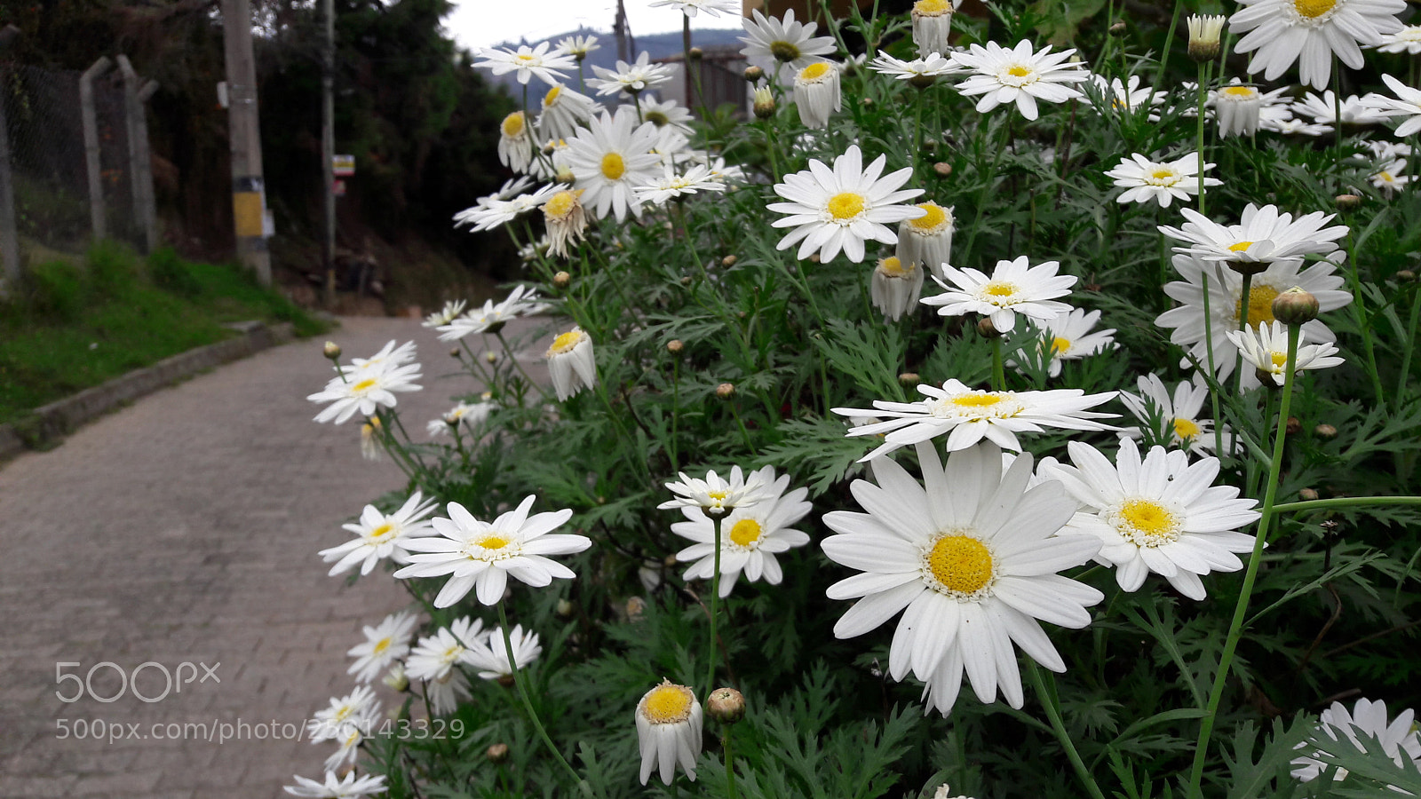 Samsung Galaxy A5(2016) sample photo. Daisy photography