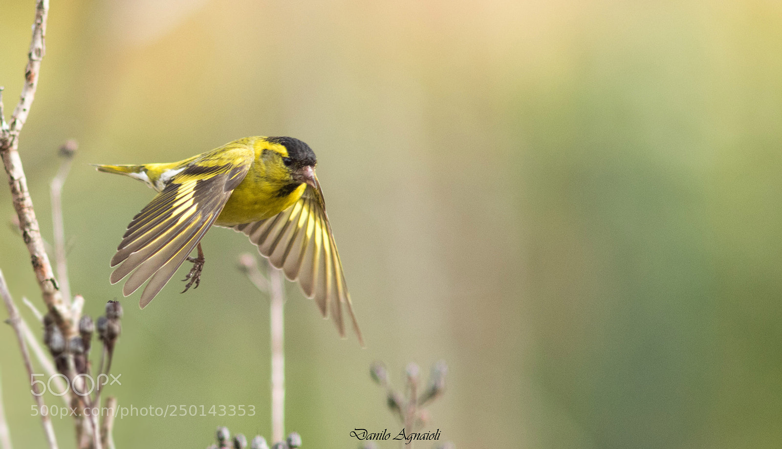 Canon EOS 7D Mark II sample photo. Guardare avanti photography