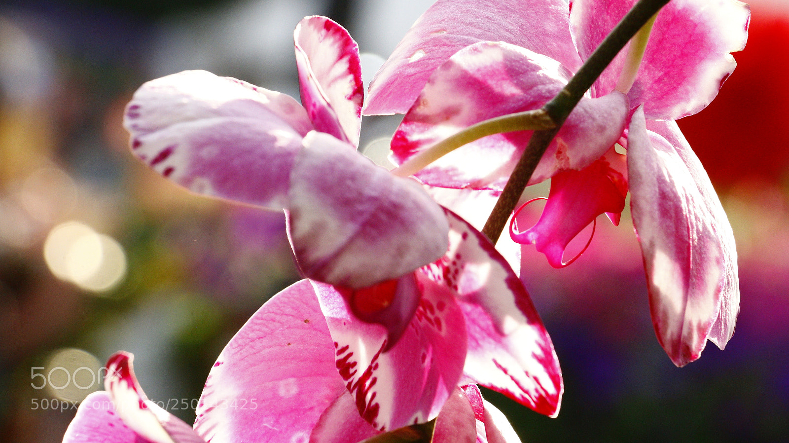 Canon EOS 70D sample photo. Spy photography