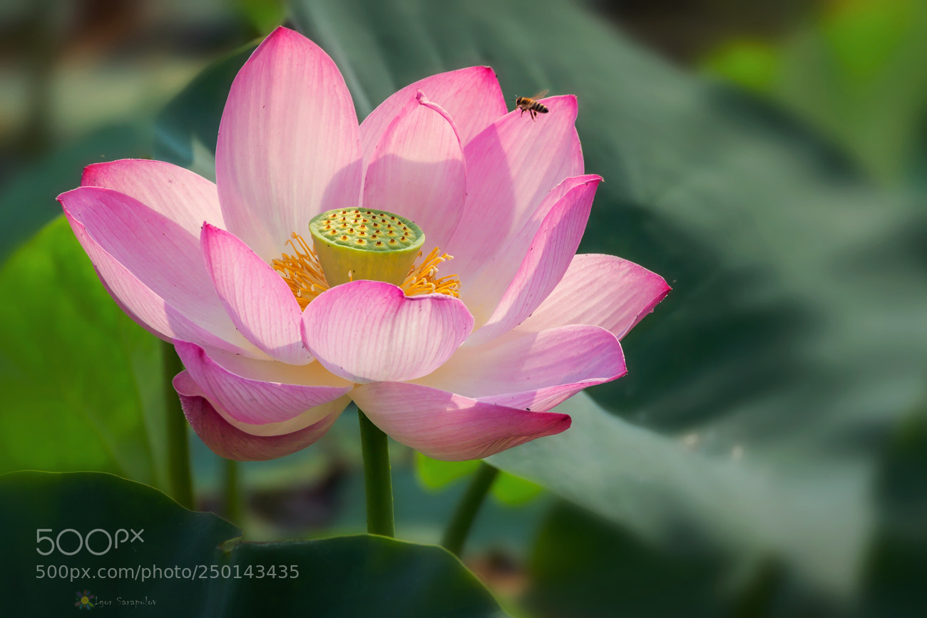 Canon EOS 60D sample photo. Enticing nectar of the photography