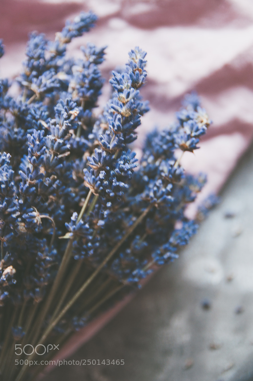Nikon D5000 sample photo. Bunch of lavender photography