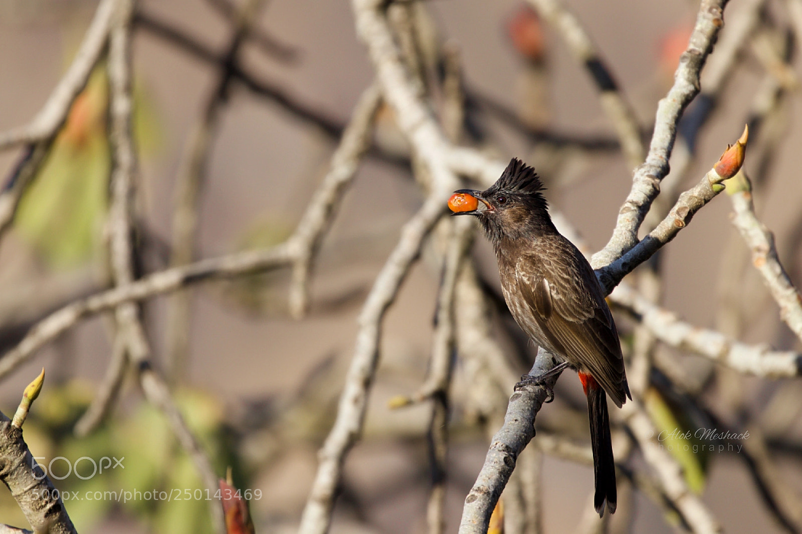 Canon EOS 80D sample photo. Red-vented bulbul with fruit photography