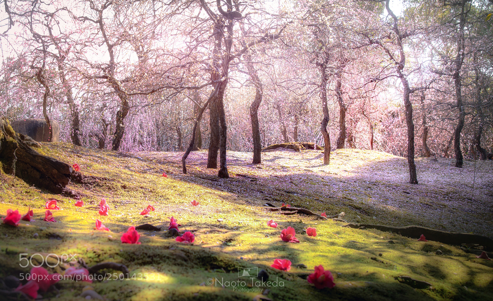 Nikon D800E sample photo. Coexistence photography