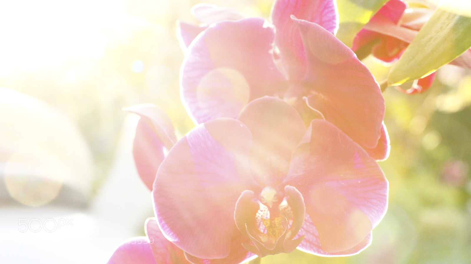 Canon EOS 70D sample photo. The ray photography
