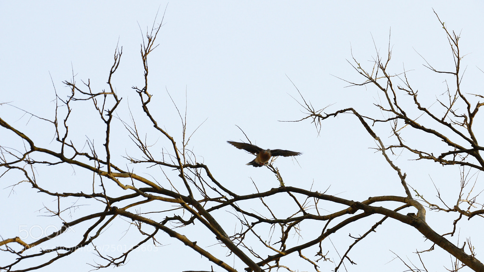Canon EOS 70D sample photo. Fly photography