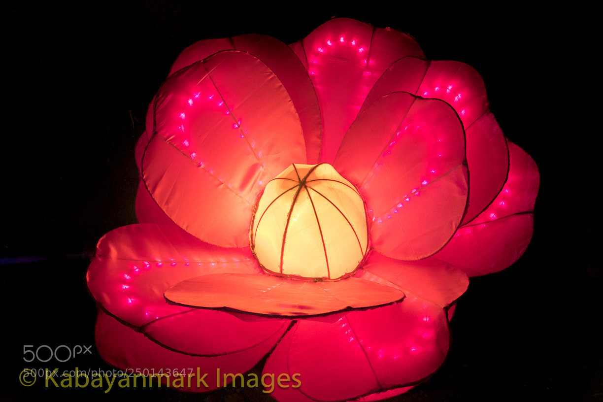 Nikon D850 sample photo. Chinese lunar new year photography