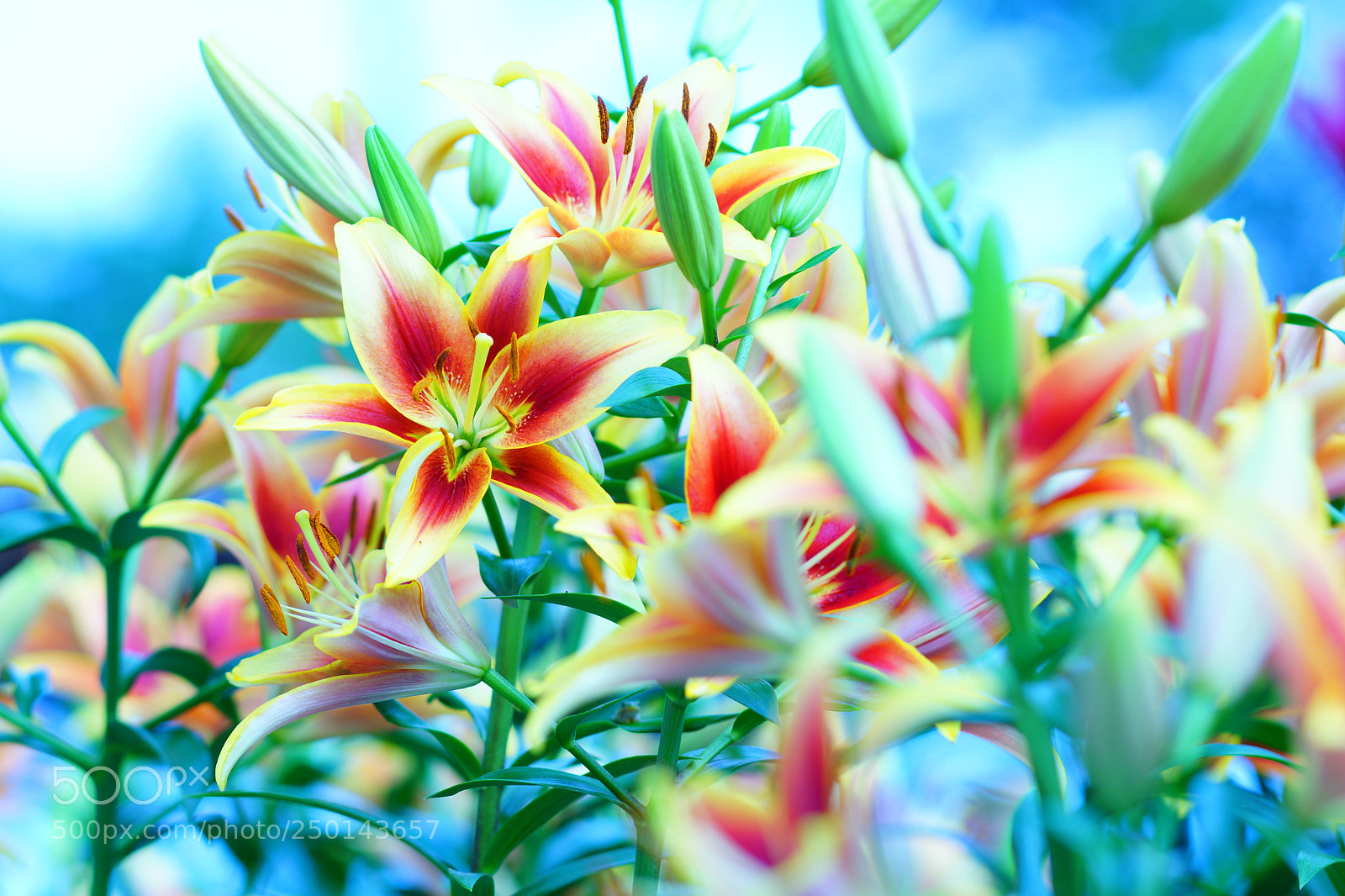 Sony SLT-A77 sample photo. Untitled photography