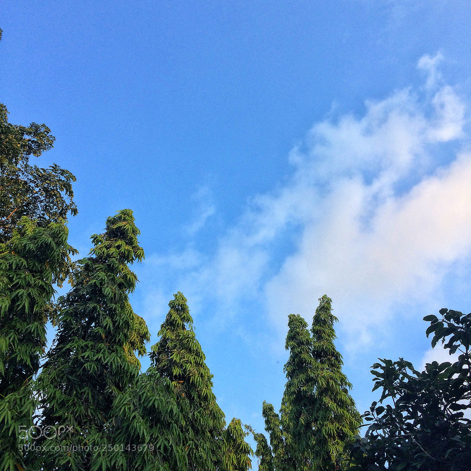 Apple iPhone 5s sample photo. •^• photography