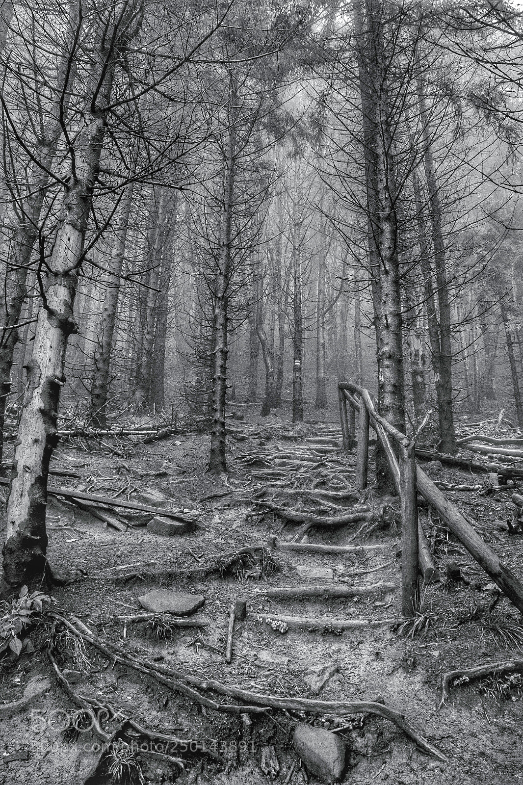 Canon EOS 600D (Rebel EOS T3i / EOS Kiss X5) sample photo. Dark forest photography