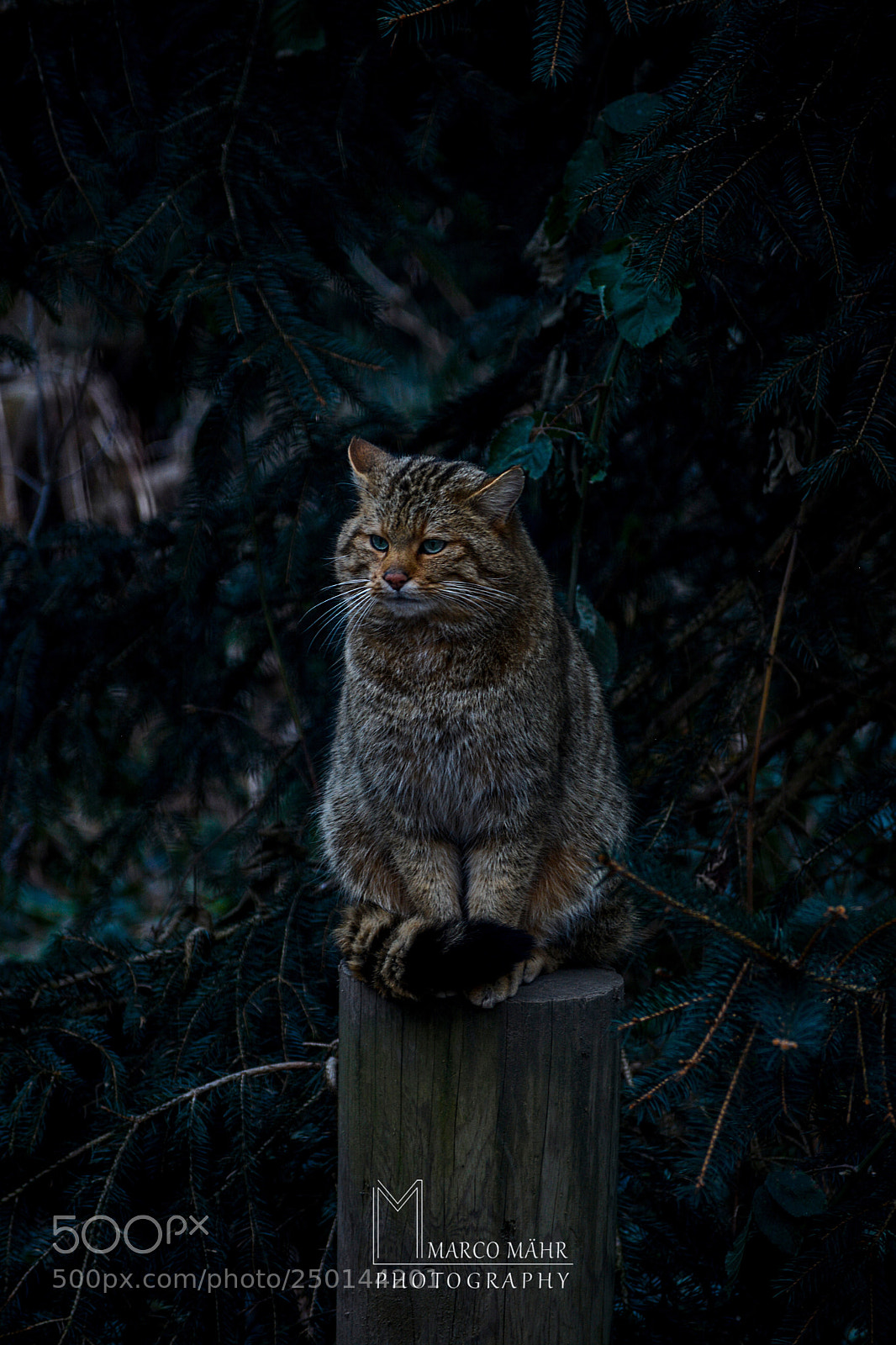 Nikon D5200 sample photo. Untitled photography