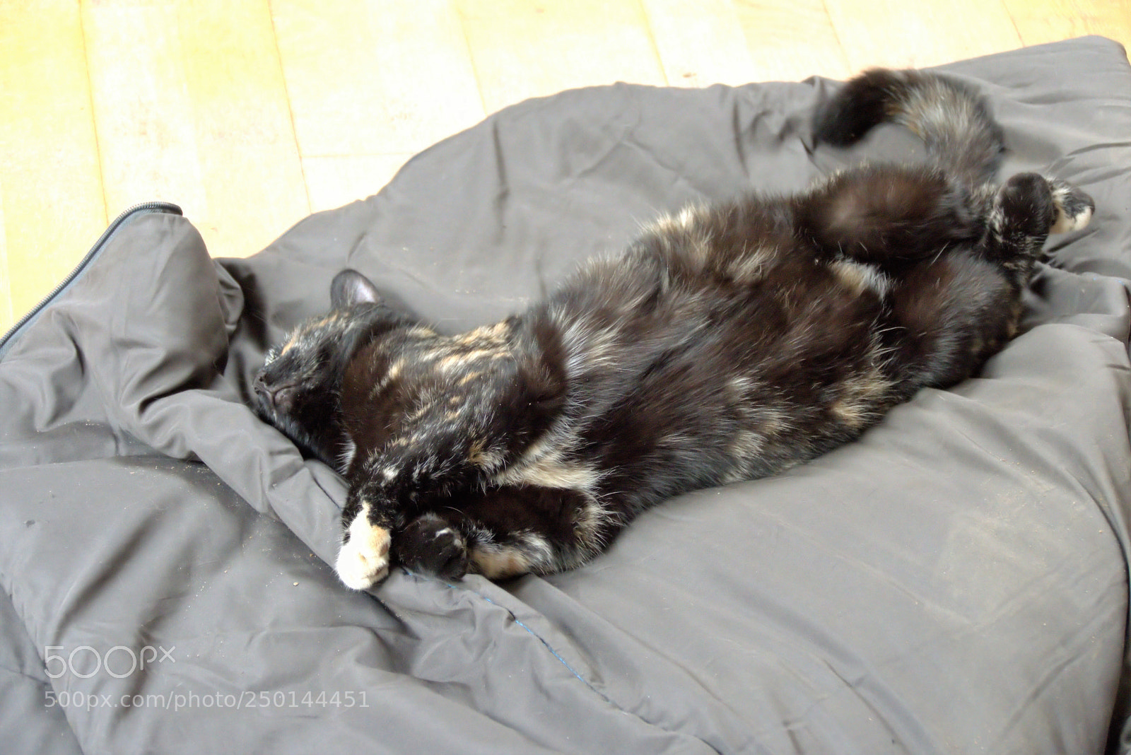 Panasonic Lumix DMC-FZ1000 sample photo. () photography