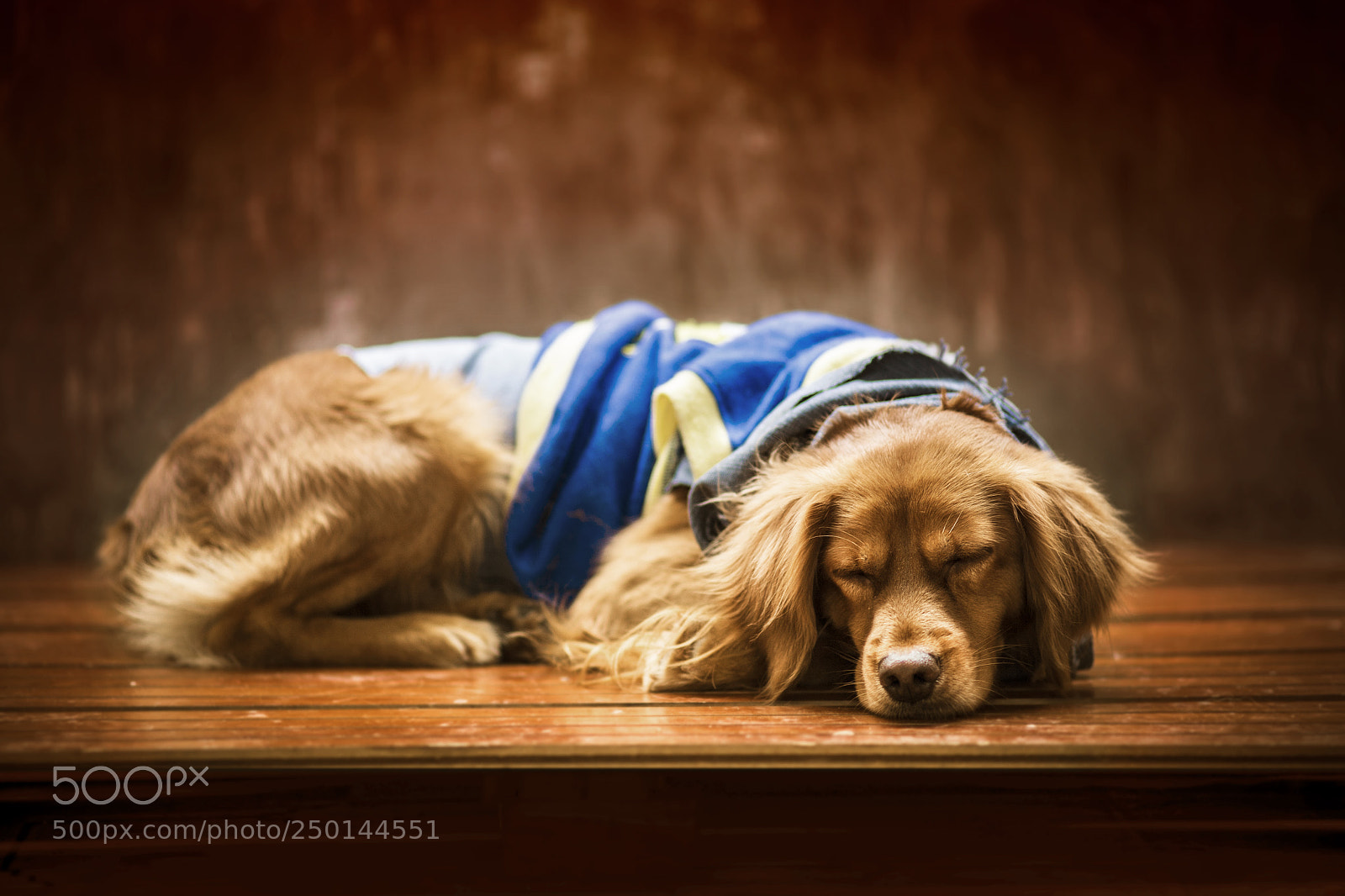 Canon EOS 5D sample photo. The puppy is sleeping photography