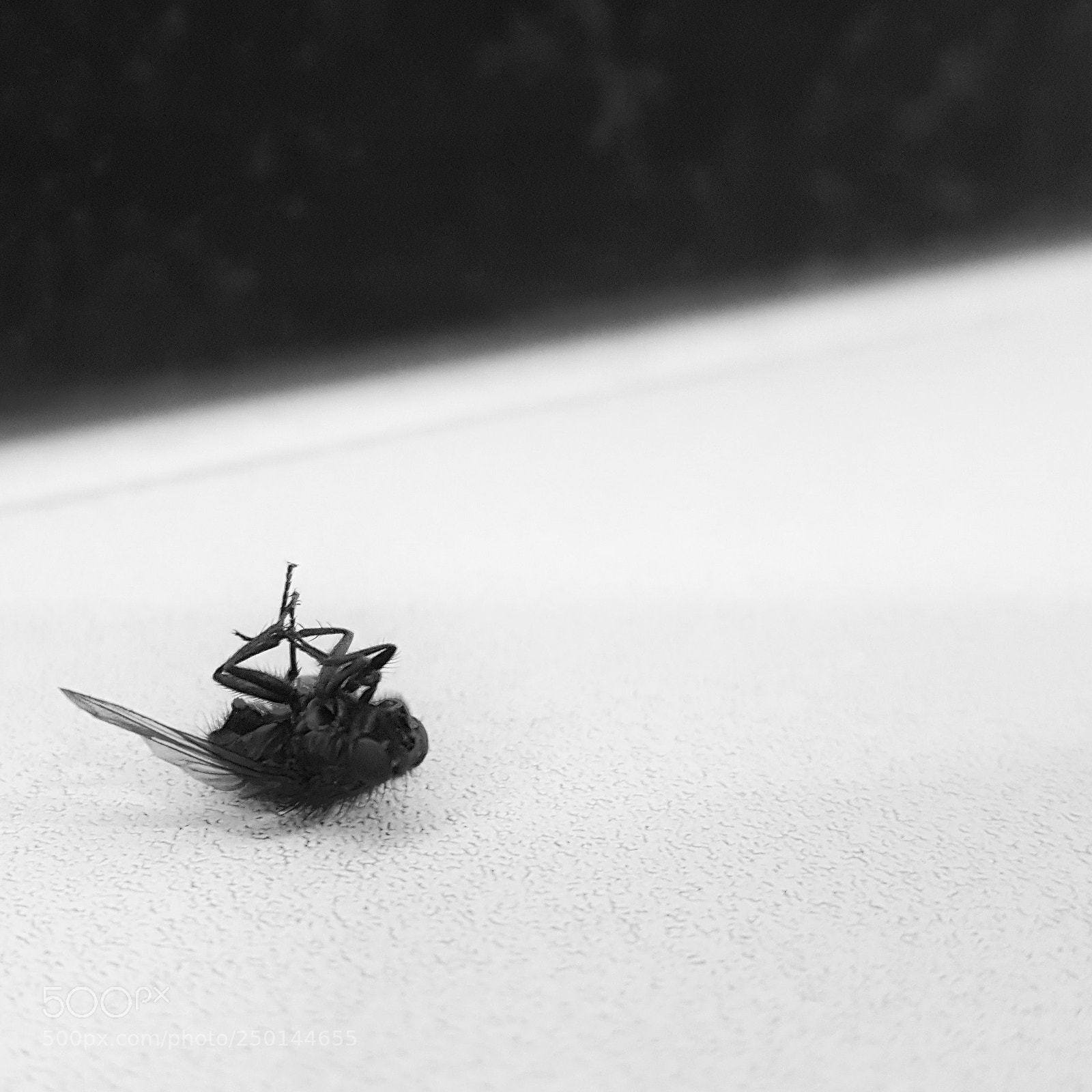Samsung Galaxy Note5 sample photo. When death comes photography
