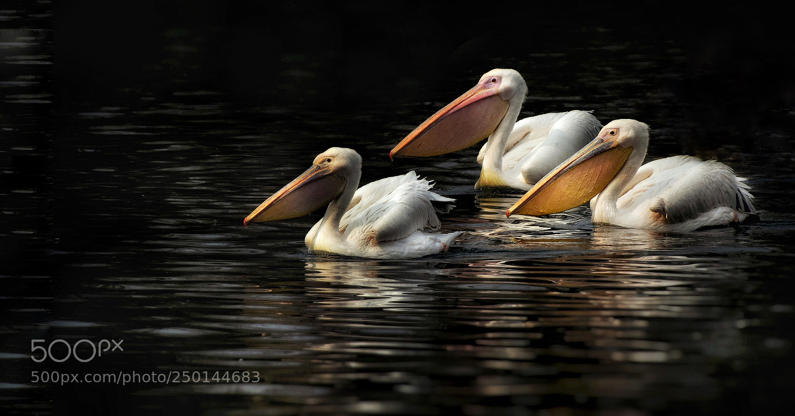 Nikon D810 sample photo. Pelicans photography