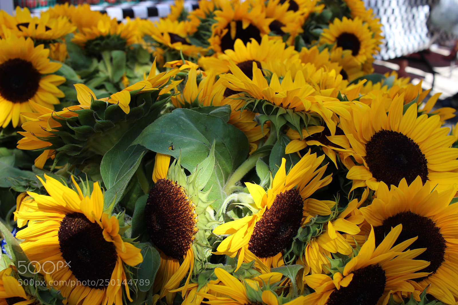 Canon EOS 100D (EOS Rebel SL1 / EOS Kiss X7) sample photo. Sunflowers photography