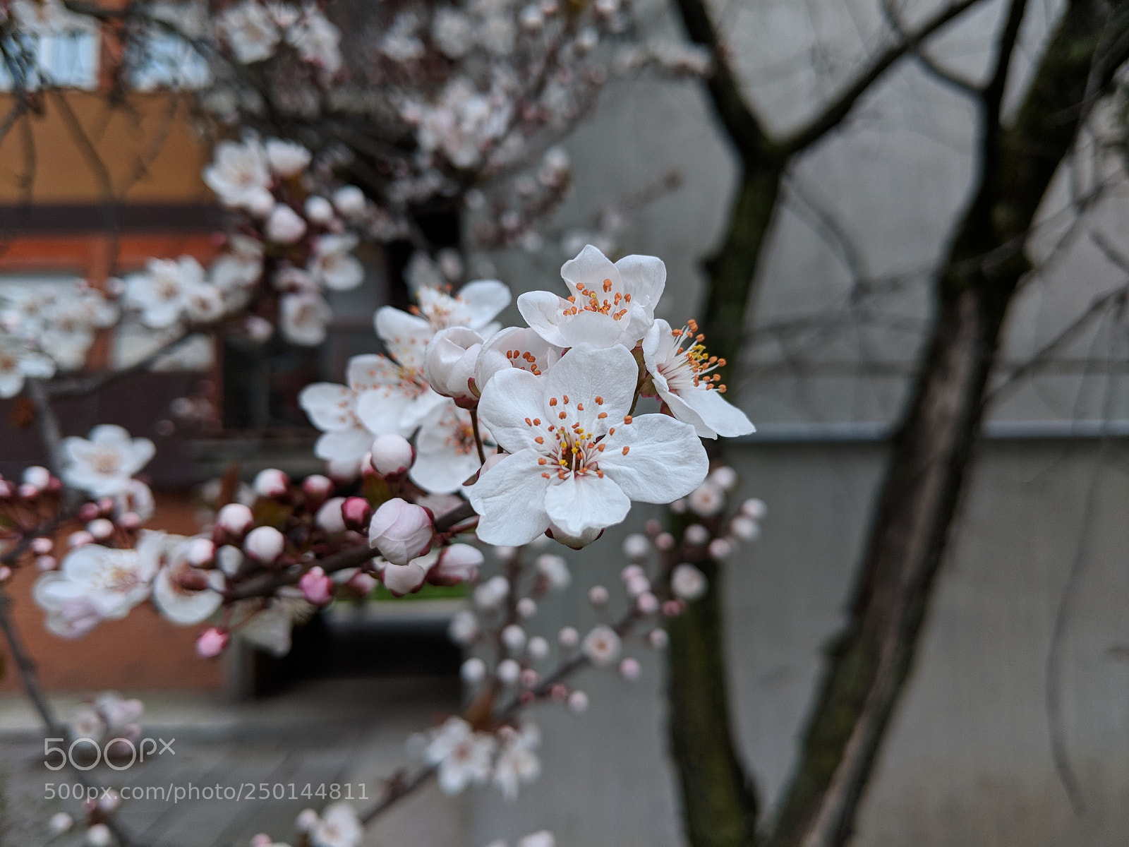Google Pixel 2 sample photo. Flowers photography