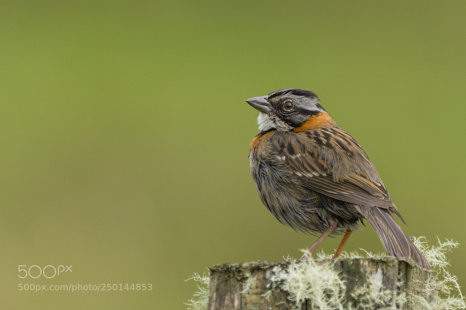 Nikon D7100 sample photo. Rufous-collared sparrow. photography
