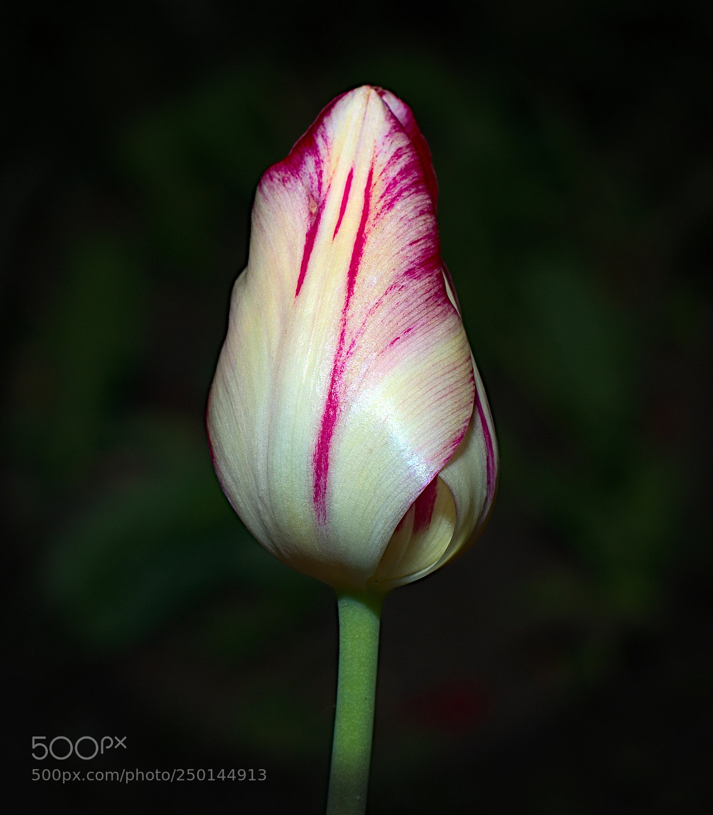 Nikon D7000 sample photo. Spring tulip photography
