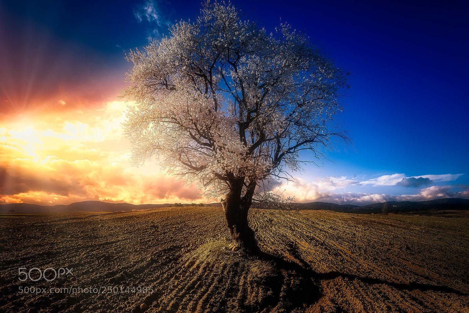 Nikon D810 sample photo. The almond tree photography