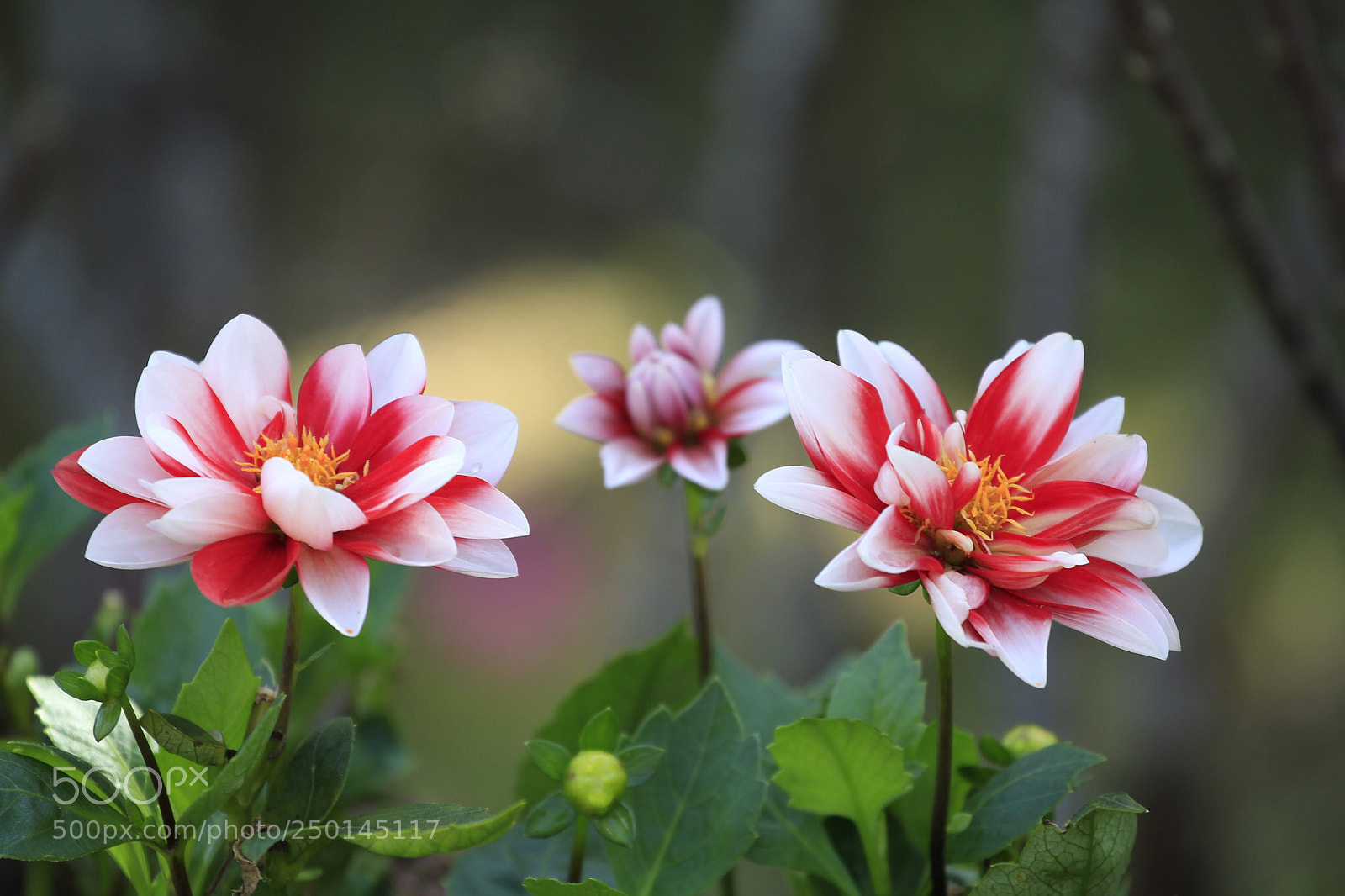 Canon EOS-1D Mark IV sample photo. Untitled photography