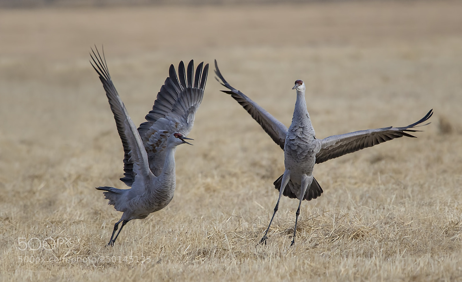 Canon EOS 5D Mark IV sample photo. Sandhills photography