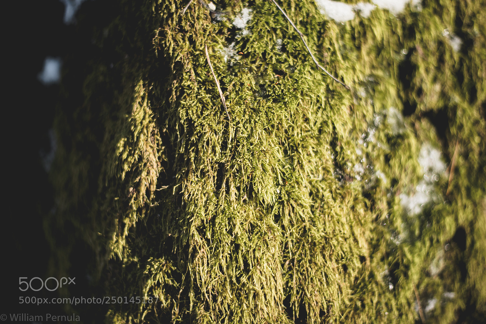 Nikon D800 sample photo. Moss photography