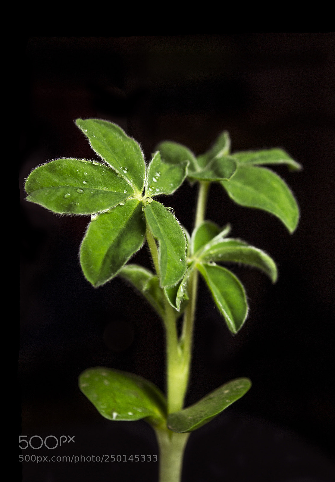 Nikon D3100 sample photo. Green flower photography