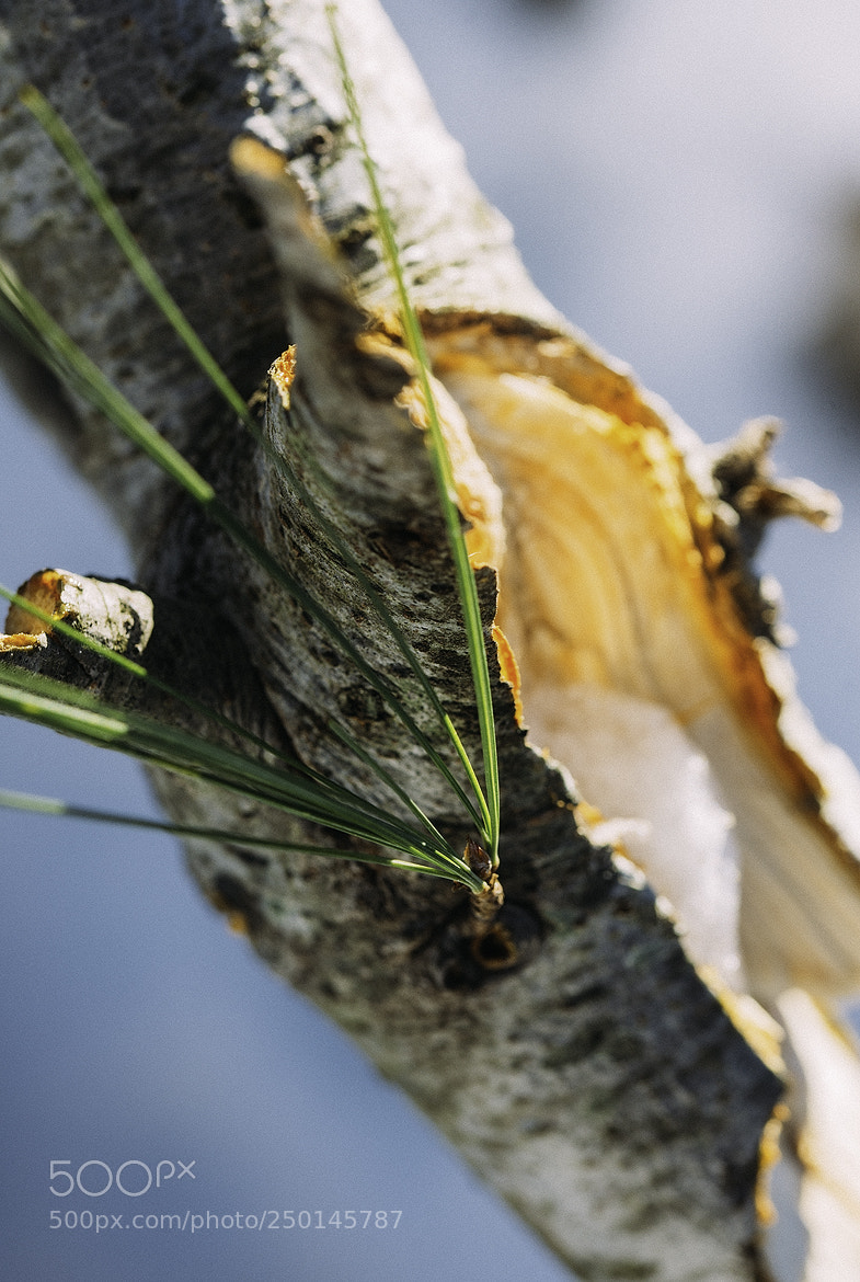 Nikon D600 sample photo. 180321 photography