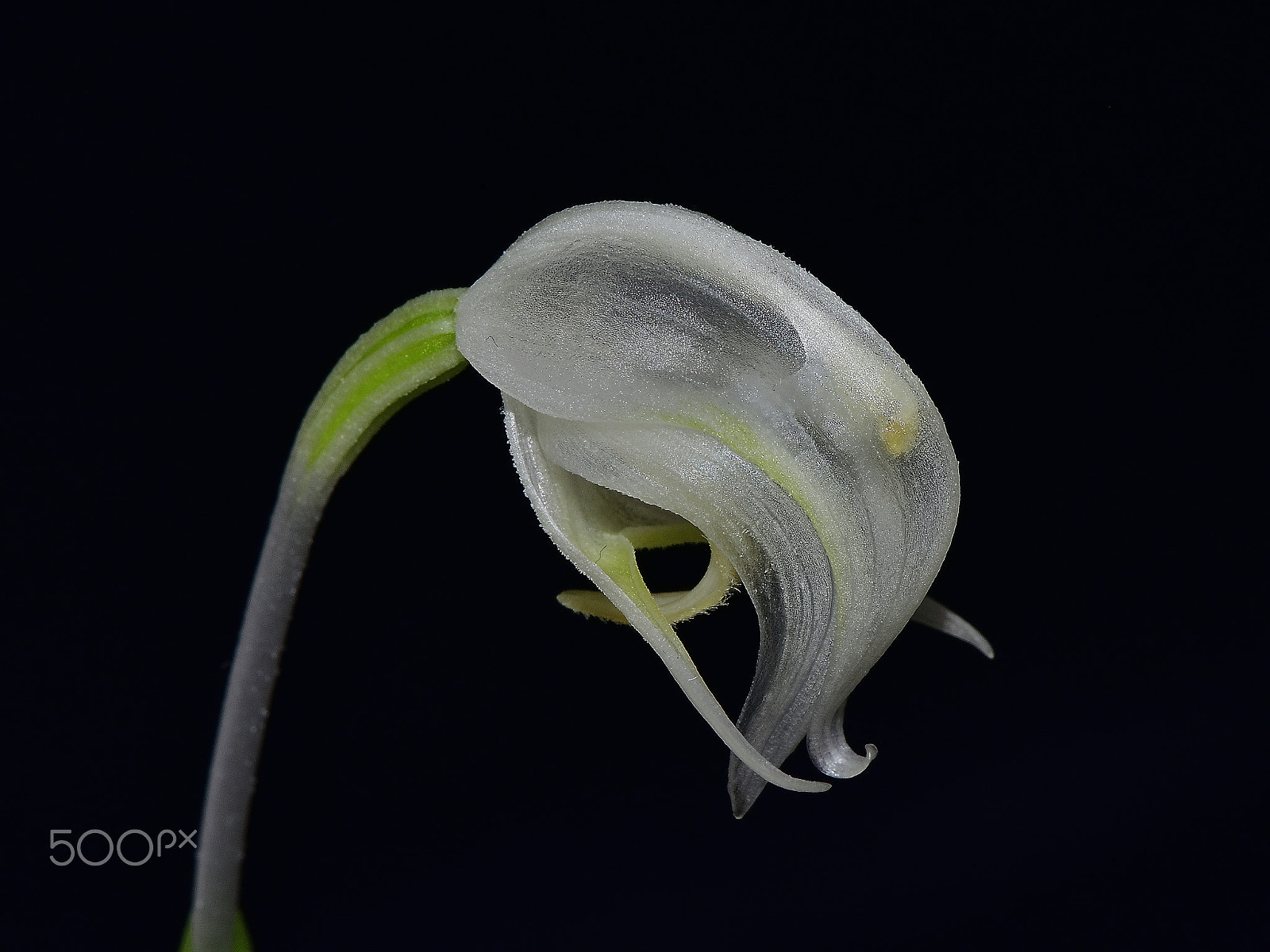 Nikon AF-S Micro-Nikkor 105mm F2.8G IF-ED VR sample photo. Kobe orchid exhibition photography