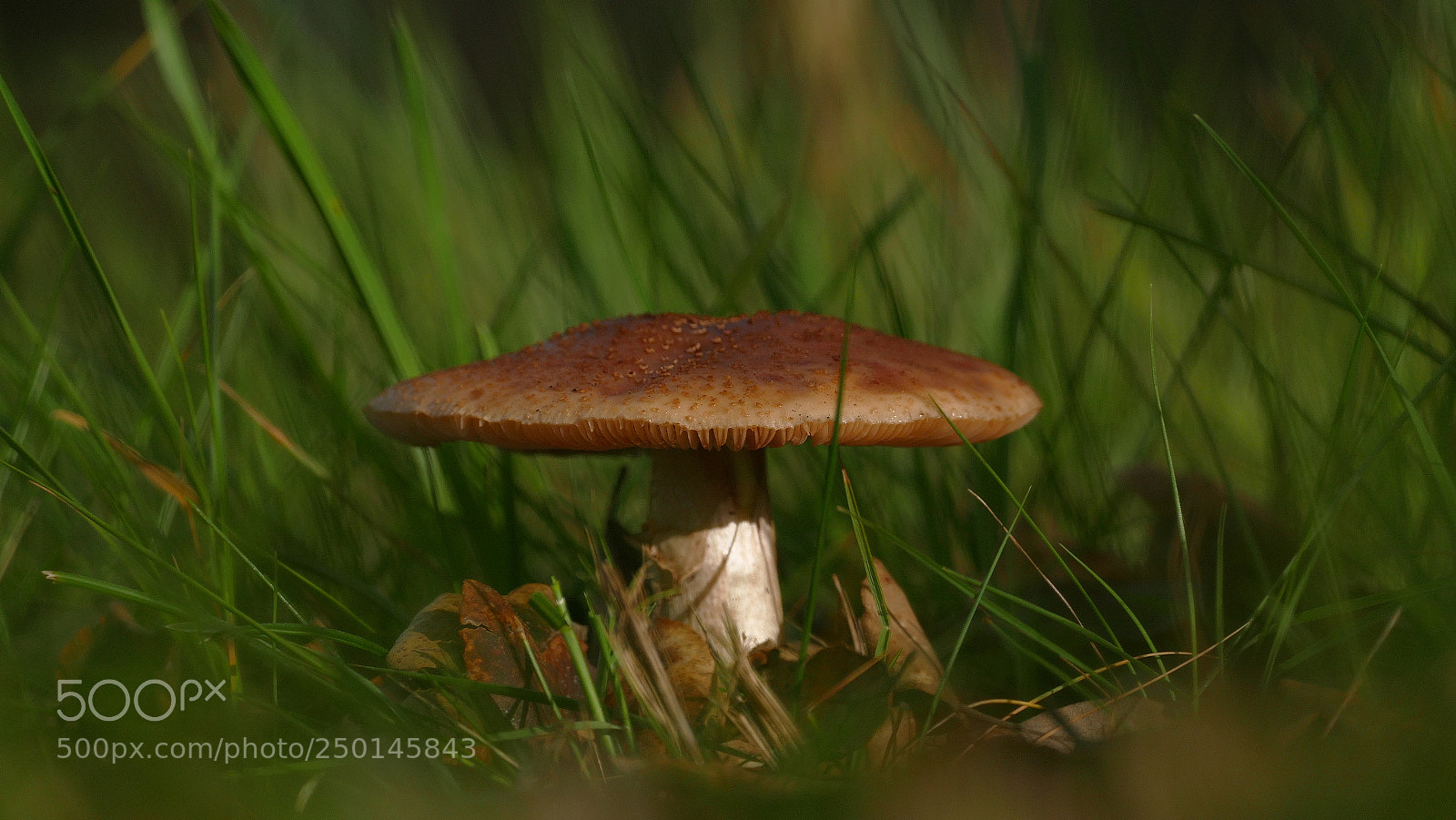 Panasonic Lumix DMC-FZ1000 sample photo. Mushroom... photography