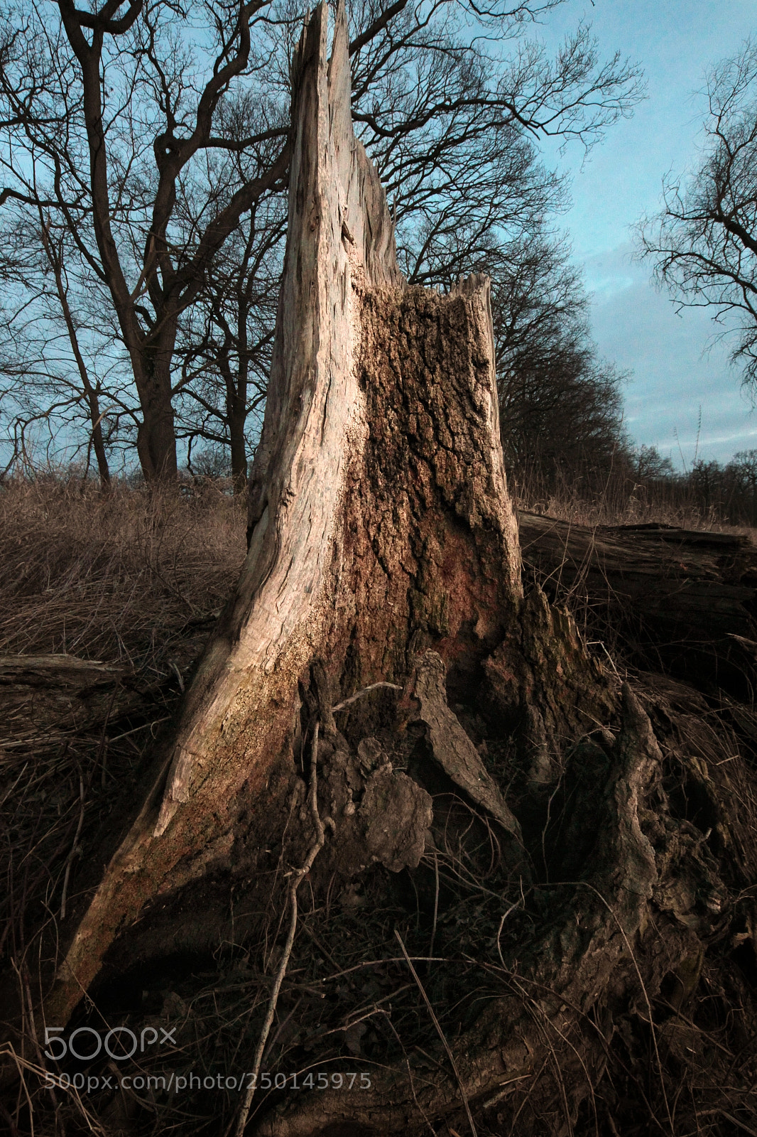 Canon EOS-1D Mark IV sample photo. Untitled photography