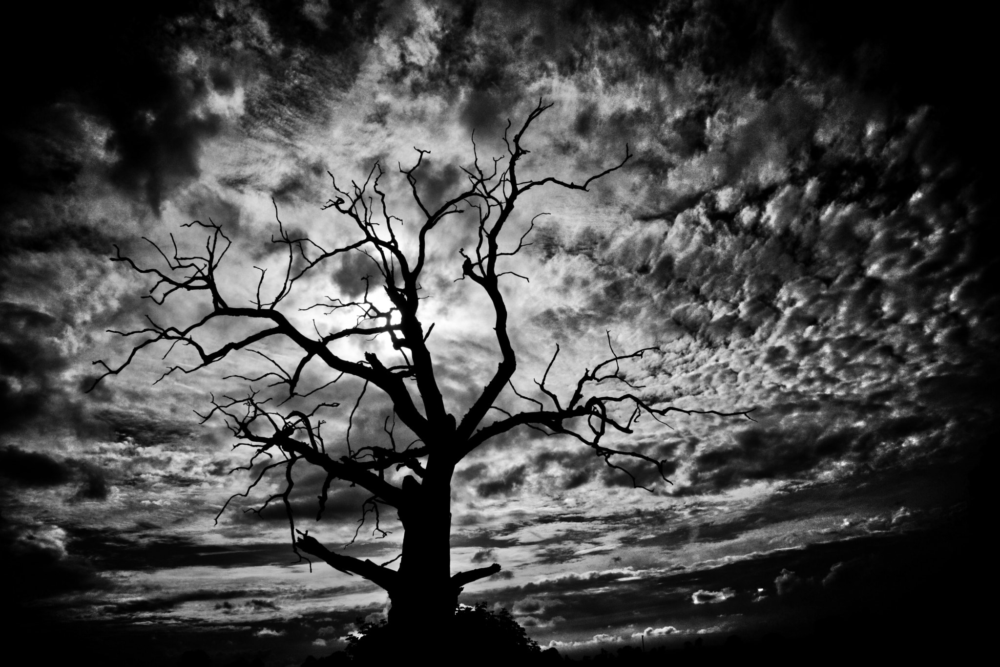 Sony a6000 + Sony DT 16-50mm F2.8 SSM sample photo. Spooky hdr tree photography
