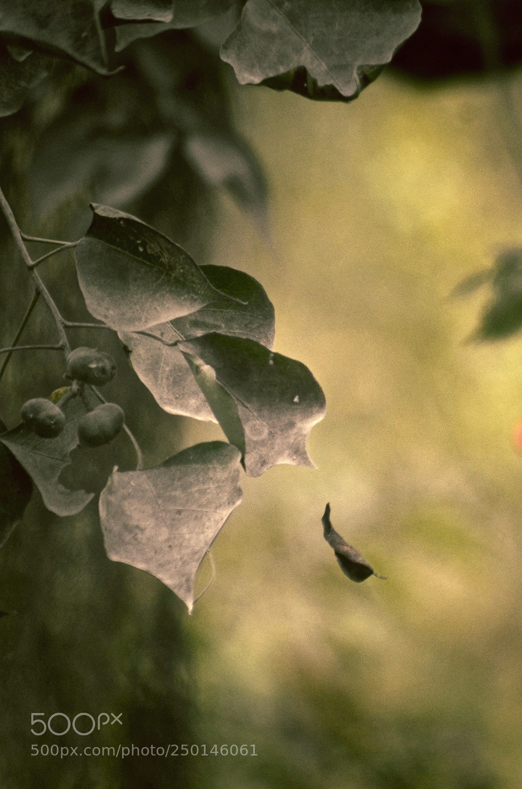 Nikon D7000 sample photo. Silence photography