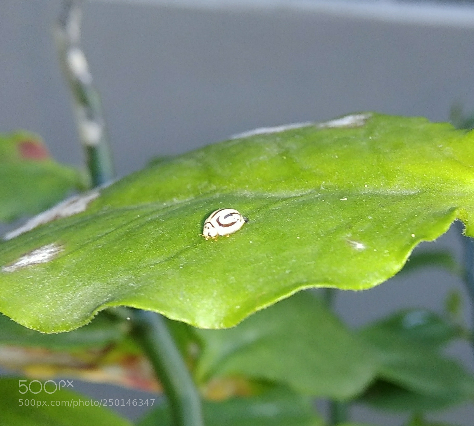 Xiaomi Redmi Note 4 sample photo. Untitled photography