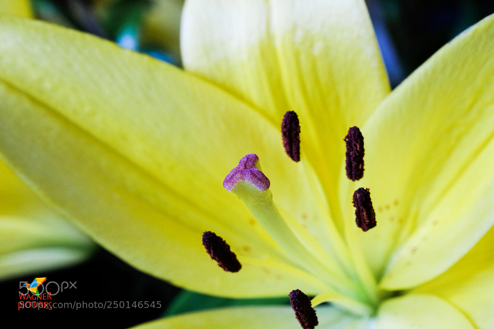 Fujifilm X-T2 sample photo. Purple in yellow photography